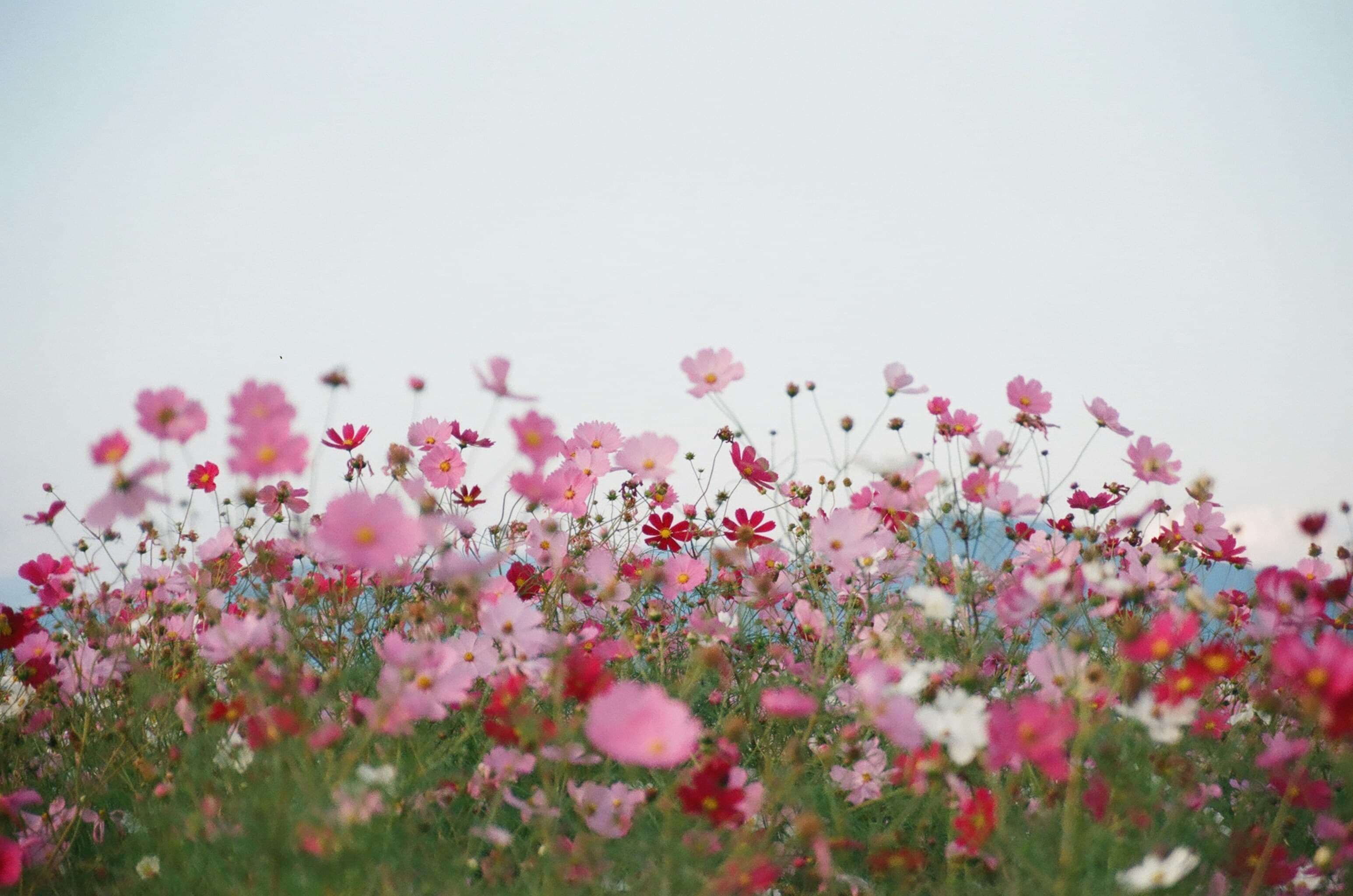 A meadow of pink and white cosmos flowers against a soft sky